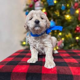 Ellie's Blue Collar Male - Cream male Goldendoodle puppy in Piedmont, South Carolina from The Farm at Saluda Ridge