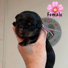 Pink Girl - Black and mahogany female Rottweiler puppy in Cleveland, Tennessee from Thomas Rotts