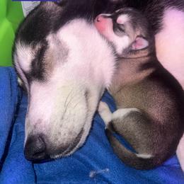 Siberian Huskies from Husky Breeds