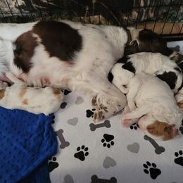 Brittany Puppies from Treasure State Brittanys