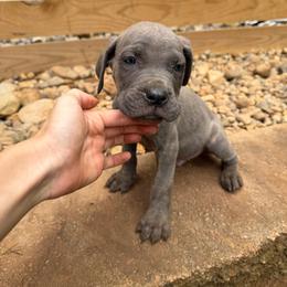 Gray Brindle Male 1 - Gray brindle male Cane Corso puppy in Knoxville, Tennessee from Crowned Corso