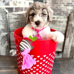 Sweet Cheeks - Merle male Goldendoodle puppy in Mc Kinney, Texas from Flair Doodles