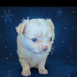(Saint) Nick - Cream and white male Chihuahua puppy in Kyle, Texas from joy of chihuahuas tx