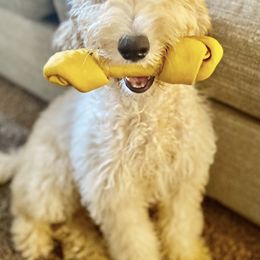 Goldendoodles from Canoodle Doodles
