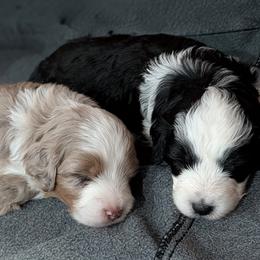 Aussiedoodle Puppies from Ridgeview Aussiedoodles