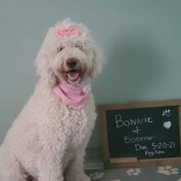 Bonnie - Goldendoodle