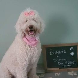Bonnie - Goldendoodle