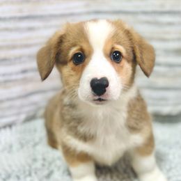 Freedom - Sable male Pembroke Welsh Corgi puppy in Adairsville, Georgia from Ingram's Corgis