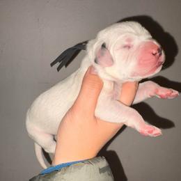 Aeneas - White and black male Dalmatian puppy in Toledo, Ohio from Exquisite Dalmatians & Standard Poodles
