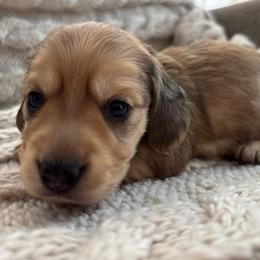 Green Boy - Dapple male Dachshund puppy in Mesa, Arizona from Ruby Desert Doxies