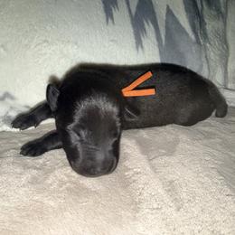 Orange Collar - Mahogany male Belgian Malinois puppy in Trenton, Georgia from Laeknir K9