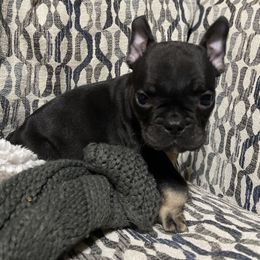 Boy 3 - Black and tan French Bulldog puppy in Illinois from Muddy River Frenchies