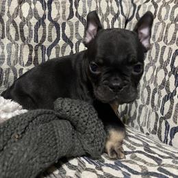 Boy 3 - Black and tan French Bulldog puppy in Illinois from Muddy River Frenchies