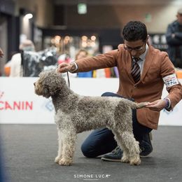 Lagotto Romagnolo Puppies from Northwest Lagotto