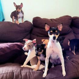 Rat Terrier Puppies from Country Rat Terriers