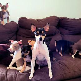 Rat Terrier Puppies from Country Rat Terriers
