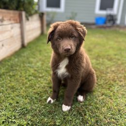 Australian Shepherd Puppies from JS Aussies