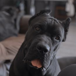 Wednesday - Cane Corso