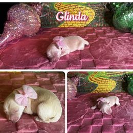 Glinda - Wheaten female Miniature Schnauzer puppy in Edinburg, Texas from Forever Schnauzers