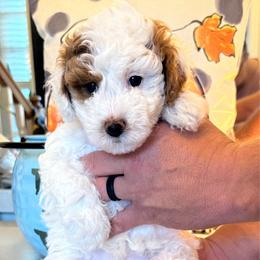 Abby - Parti female Goldendoodle puppy in Chattanooga, Tennessee from Scenic City Doodles