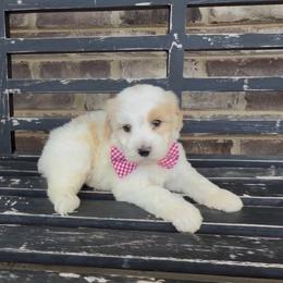 Dustin - Yellow and white male Bernedoodle puppy in Cartersville, Georgia from Simply Blessed Doodles