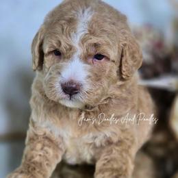 Summit - Yellow and white male Bernedoodle puppy in Cleveland, Georgia from Jam's Doodles And Poodles