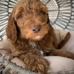 Bernedoodle and Goldendoodle Puppies from Dose of Doodles