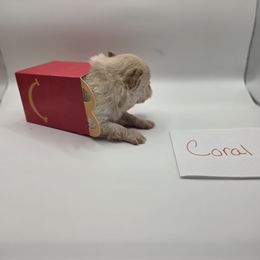 Coral - Cream female Pomeranian puppy in Chattanooga, Tennessee from Valley Poms