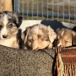 Australian Shepherds from Schoenen’s Shepherds