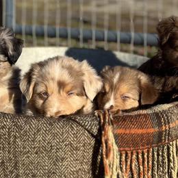 Australian Shepherds from Schoenen’s Shepherds