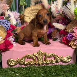 Rover - Red male Dachshund puppy in Wills Point, Texas from Duck Creek Farm