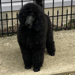 Poodle puppies from Fierce Standard Poodles