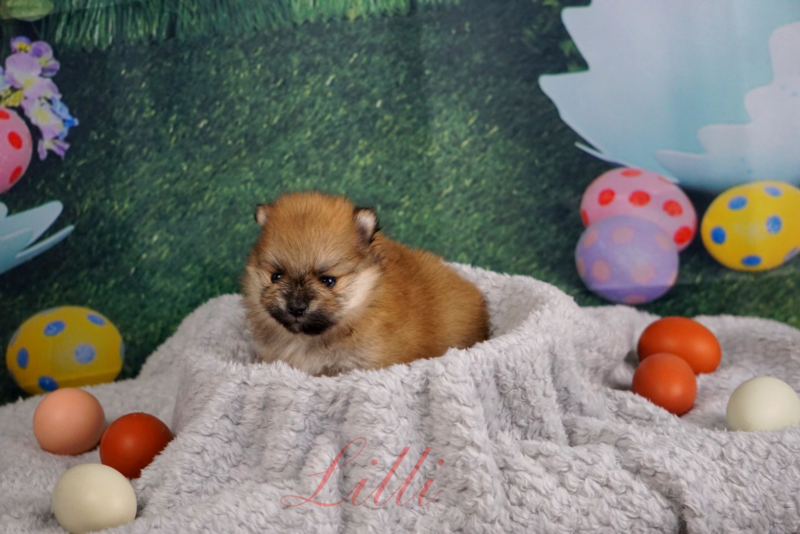 Lilli - Orange sable Pomeranian puppy in Three Rivers, California from Mountain Mama's Poms