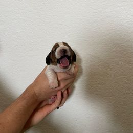 Ali - Black brown and white female Basset Hound puppy in California from Happy Hills Bassets