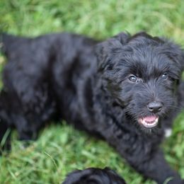 Bergamasco Sheepdog Puppies from Alp Angel Bergamascos