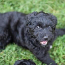 Bergamasco Sheepdog Puppies from Alp Angel Bergamascos