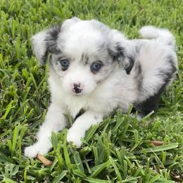 Bandit - Blue merle male Toy Australian Shepherd puppy in Houston, Texas from Toy Aussies of Kingwood
