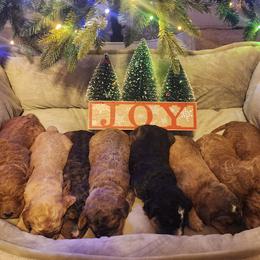 Goldendoodles from ~ Samantha's Goldendoodles ~