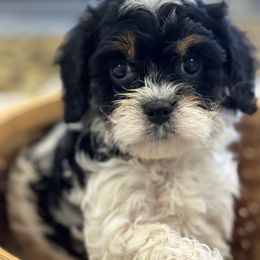 Cavapoo and Shihpoo Puppies from Haus of Doodles