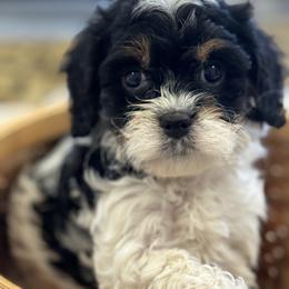 Cavapoo and Shihpoo Puppies from Haus of Doodles