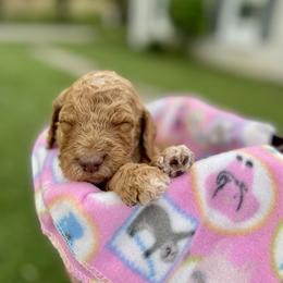 Labradoodle and Poodle Puppies from PawfectBud