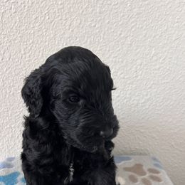 Jimmy Choo - Black male Schnoodle puppy in Pleasanton, Texas from Gooch Canines (Giant Schnoodles)