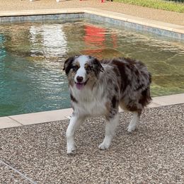 Australian Shepherd Puppies from Janovsky Australian Shepherds