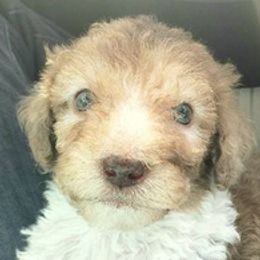 Poodles from SC K9 Service Angels