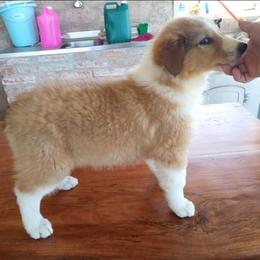 Scottish Collie Puppies from Sundance Scottish-Colleys