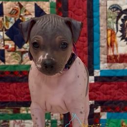Specky - Purple collar boy - Black tan and white male American Hairless Terrier puppy in Smith Center, Kansas from Wilsong Kennel