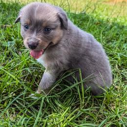 Orange - Dilute red male Australian Shepherd puppy in Iola, Texas from MK Aussies