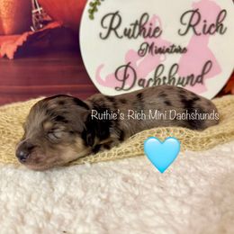 Boy - Dapple male Dachshund puppy in Lakeland, Florida from Ruthie’s Rich Mini Dachshunds