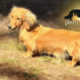 BROWNIE - Dachshund