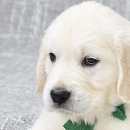 Golden Retrievers from Radiant Goldens